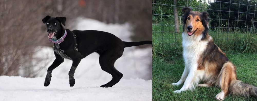 Scotch Collie vs Eurohound - Breed Comparison