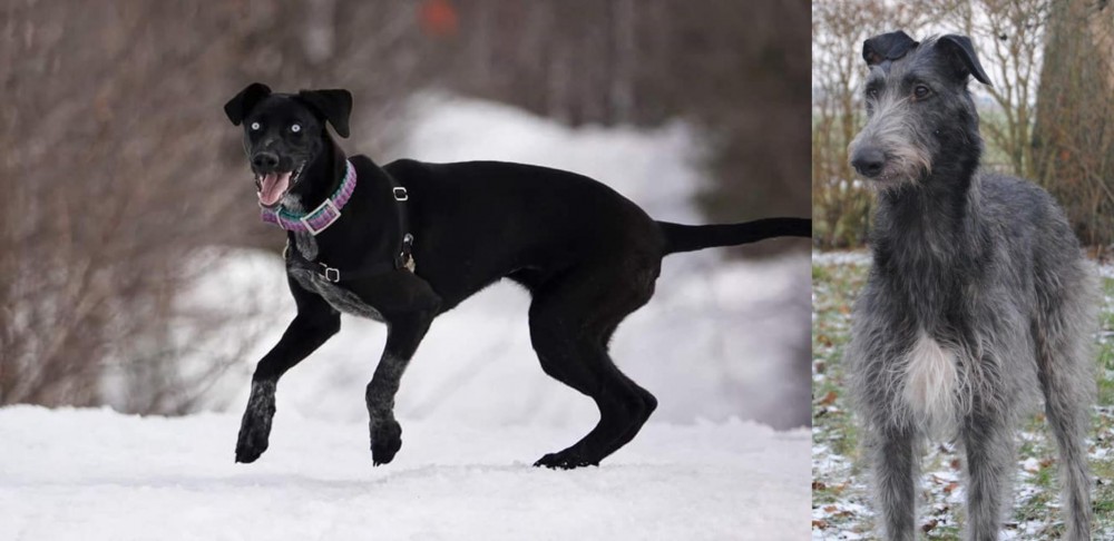 Scottish Deerhound vs Eurohound - Breed Comparison