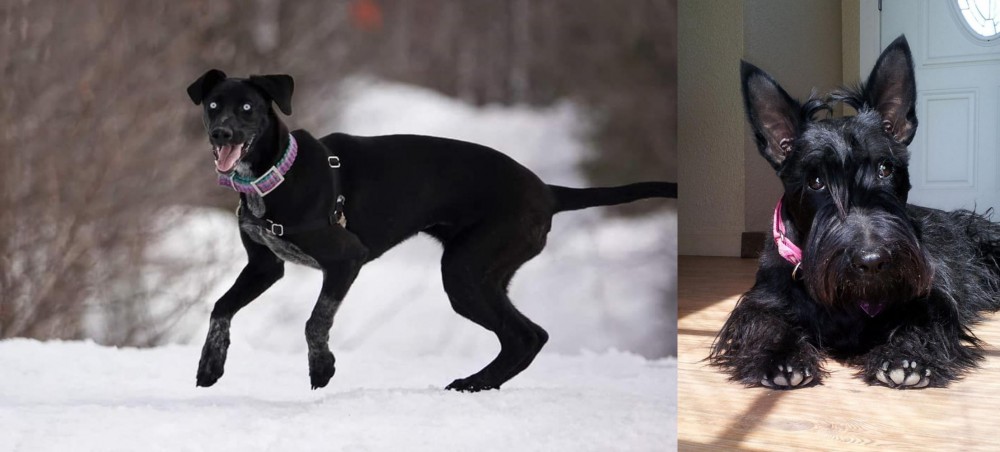 Scottish Terrier vs Eurohound - Breed Comparison