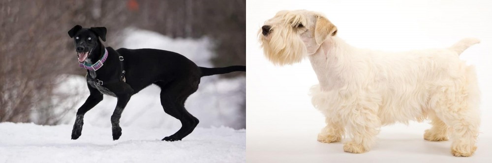 Sealyham Terrier vs Eurohound - Breed Comparison