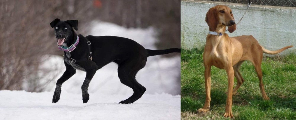 Segugio Italiano vs Eurohound - Breed Comparison