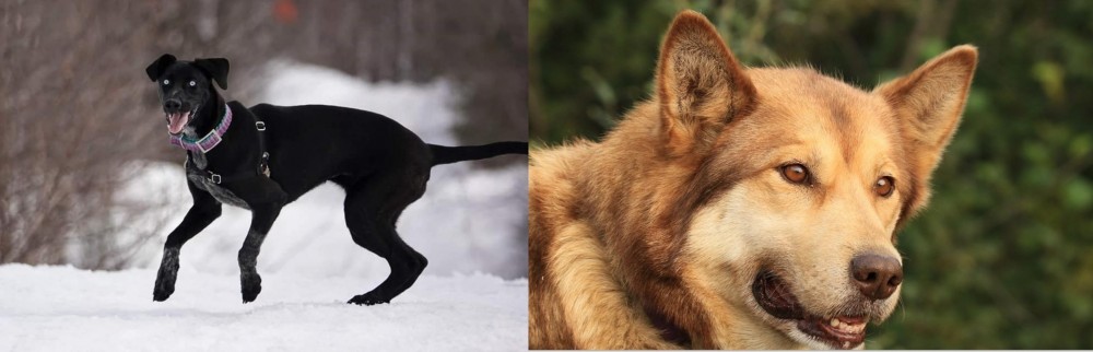 Seppala Siberian Sleddog vs Eurohound - Breed Comparison