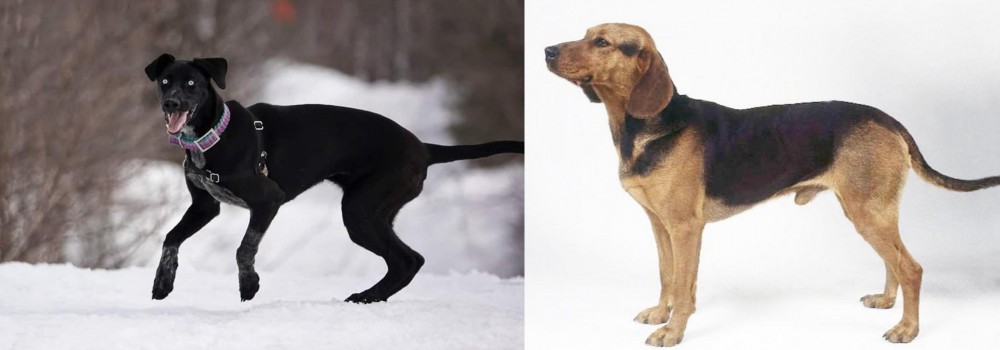 Serbian Hound vs Eurohound - Breed Comparison