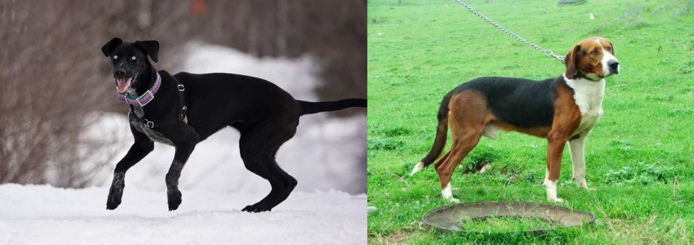 Serbian Tricolour Hound vs Eurohound - Breed Comparison