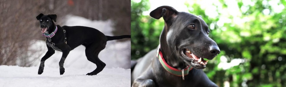 Shepard Labrador vs Eurohound - Breed Comparison