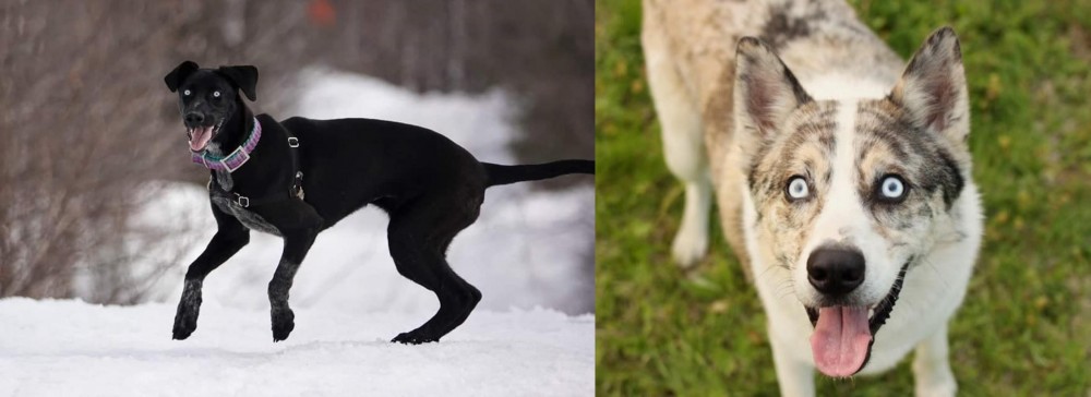 Shepherd Husky vs Eurohound - Breed Comparison