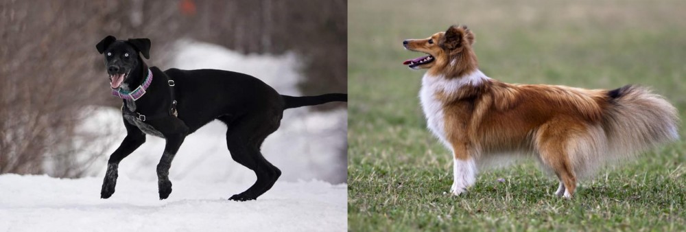 Shetland Sheepdog vs Eurohound - Breed Comparison
