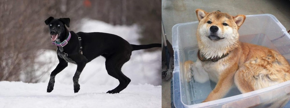 Shiba Inu vs Eurohound - Breed Comparison