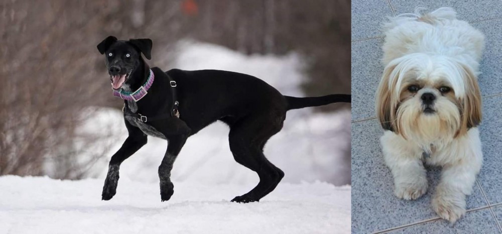 Shih Tzu vs Eurohound - Breed Comparison
