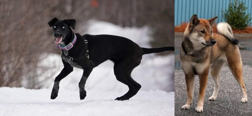 Shikoku vs Eurohound - Breed Comparison
