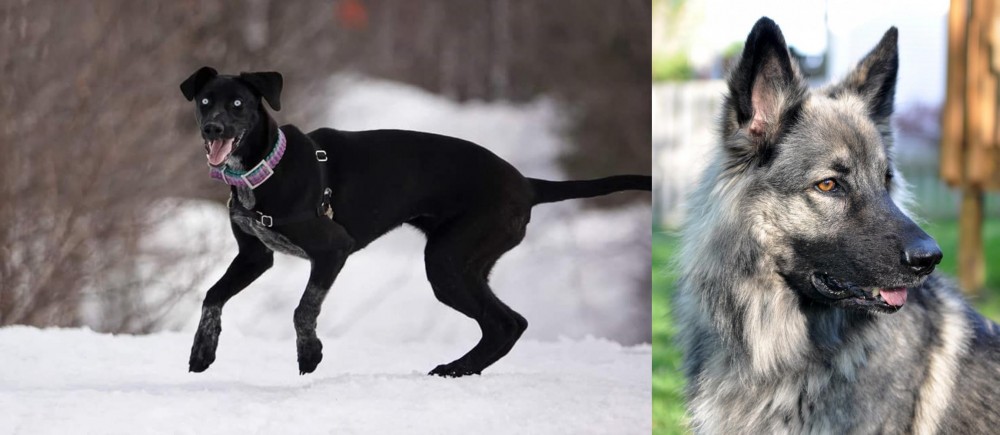 Shiloh Shepherd vs Eurohound - Breed Comparison