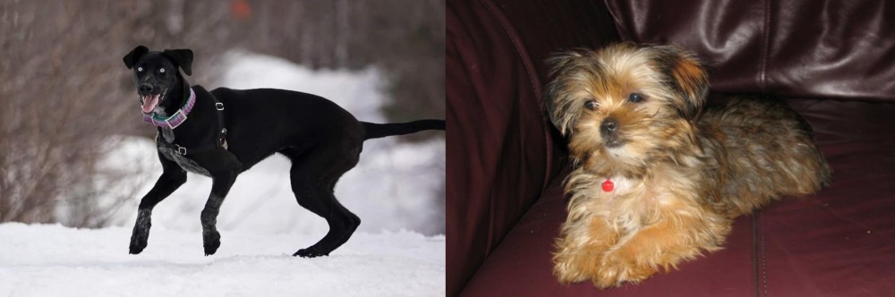 Shorkie vs Eurohound - Breed Comparison