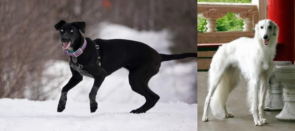 Silken Windhound vs Eurohound - Breed Comparison