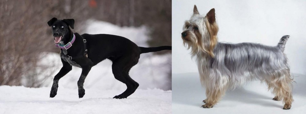 Silky Terrier vs Eurohound - Breed Comparison