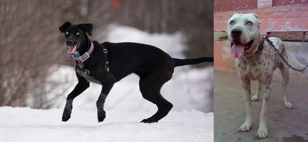 Sindh Mastiff vs Eurohound - Breed Comparison
