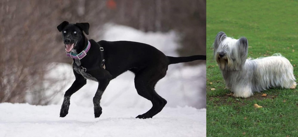 Skye Terrier vs Eurohound - Breed Comparison