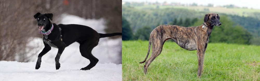 Sloughi vs Eurohound - Breed Comparison
