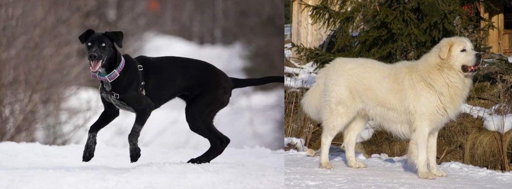 Slovak Cuvac vs Eurohound - Breed Comparison