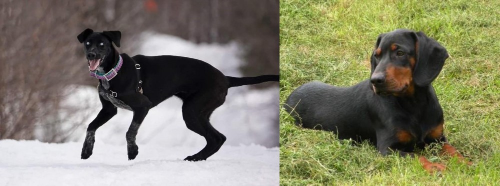 Slovakian Hound vs Eurohound - Breed Comparison