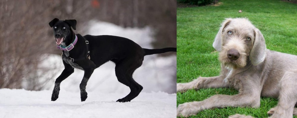 Slovakian Rough Haired Pointer vs Eurohound - Breed Comparison