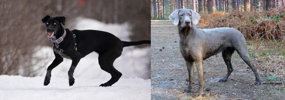 Slovensky Hrubosrsty Stavac vs Eurohound - Breed Comparison