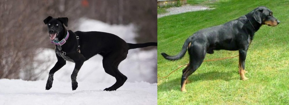 Smalandsstovare vs Eurohound - Breed Comparison