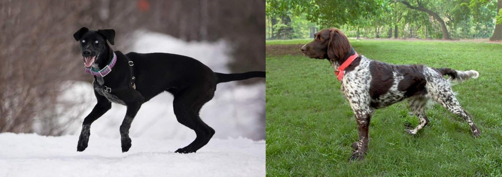Small Munsterlander vs Eurohound - Breed Comparison