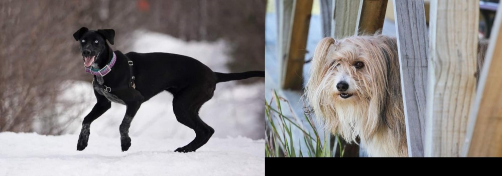 Smithfield vs Eurohound - Breed Comparison