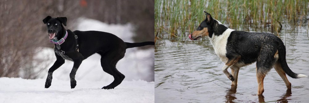 Smooth Collie vs Eurohound - Breed Comparison