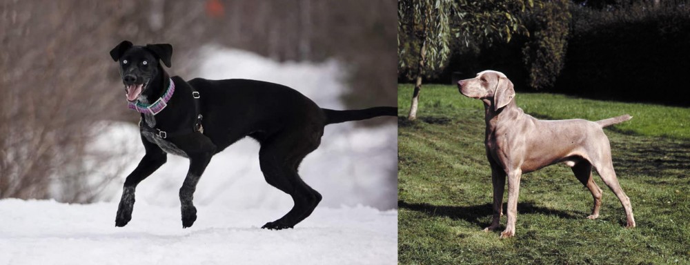 Smooth Haired Weimaraner vs Eurohound - Breed Comparison