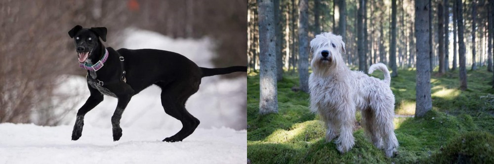 Soft-Coated Wheaten Terrier vs Eurohound - Breed Comparison