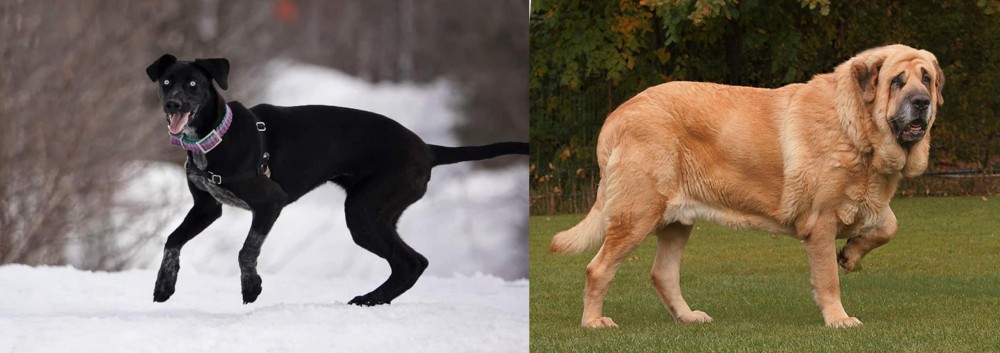 Spanish Mastiff vs Eurohound - Breed Comparison