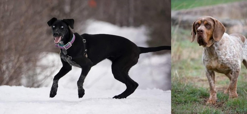 Spanish Pointer vs Eurohound - Breed Comparison