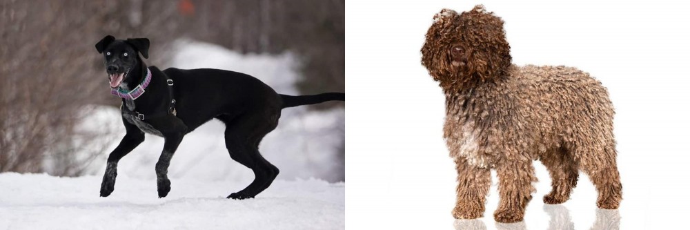 Spanish Water Dog vs Eurohound - Breed Comparison