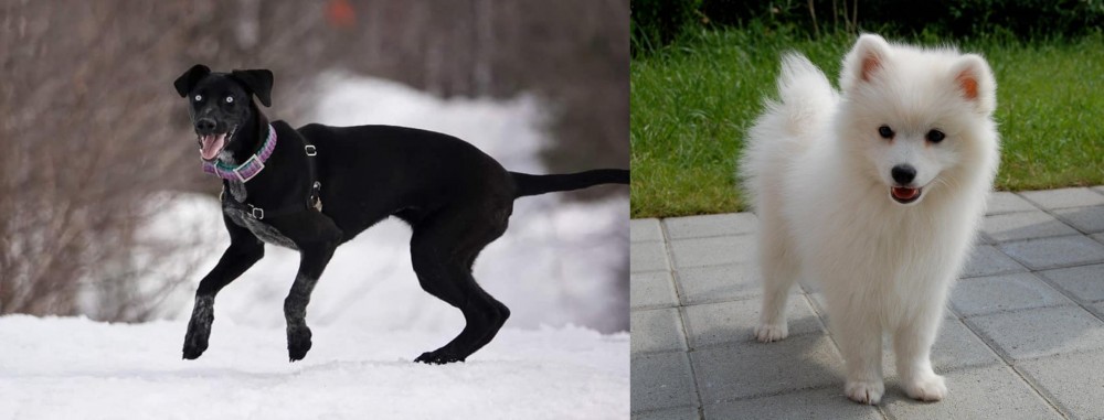 Spitz vs Eurohound - Breed Comparison