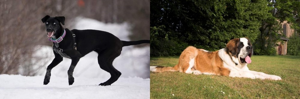 St. Bernard vs Eurohound - Breed Comparison