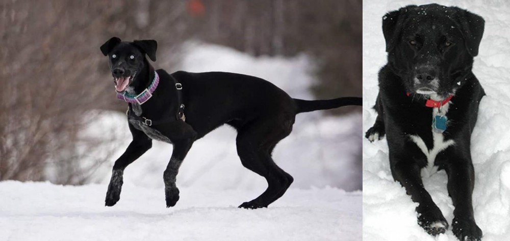 St. John's Water Dog vs Eurohound - Breed Comparison