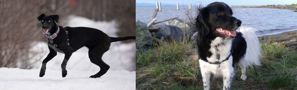 Stabyhoun vs Eurohound - Breed Comparison
