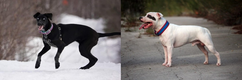 Staffordshire Bull Terrier vs Eurohound - Breed Comparison
