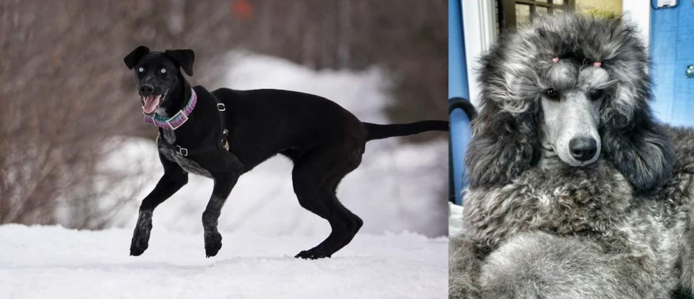 Standard Poodle vs Eurohound - Breed Comparison