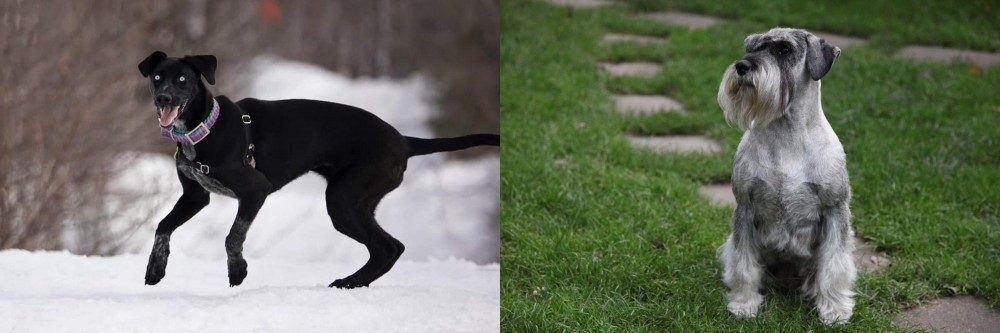 Standard Schnauzer vs Eurohound - Breed Comparison