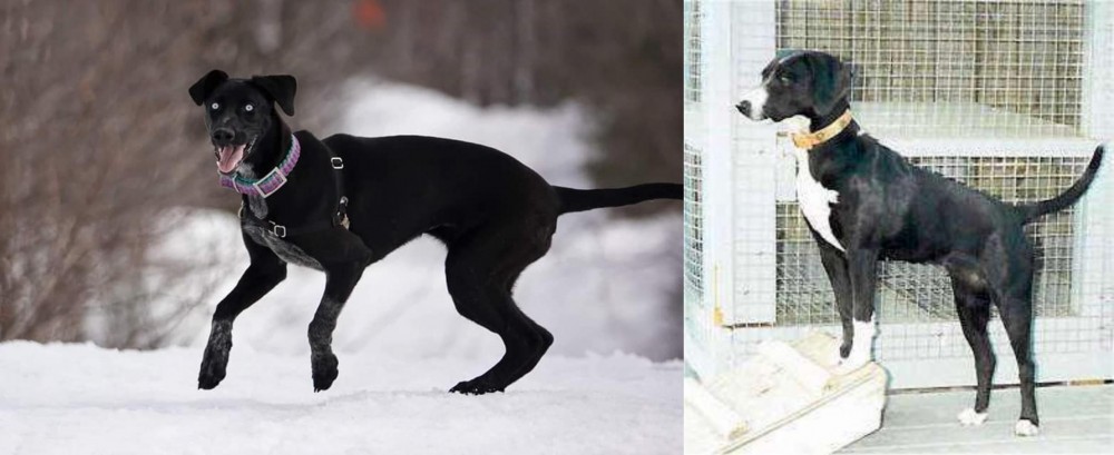 Stephens Stock vs Eurohound - Breed Comparison