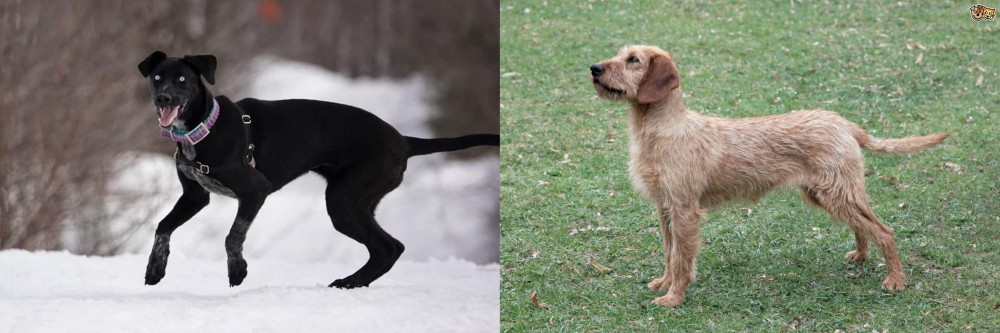 Styrian Coarse Haired Hound vs Eurohound - Breed Comparison