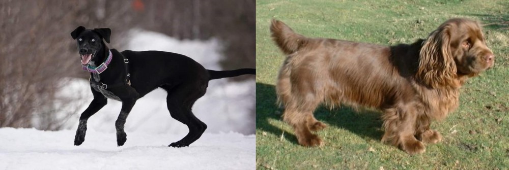 Sussex Spaniel vs Eurohound - Breed Comparison