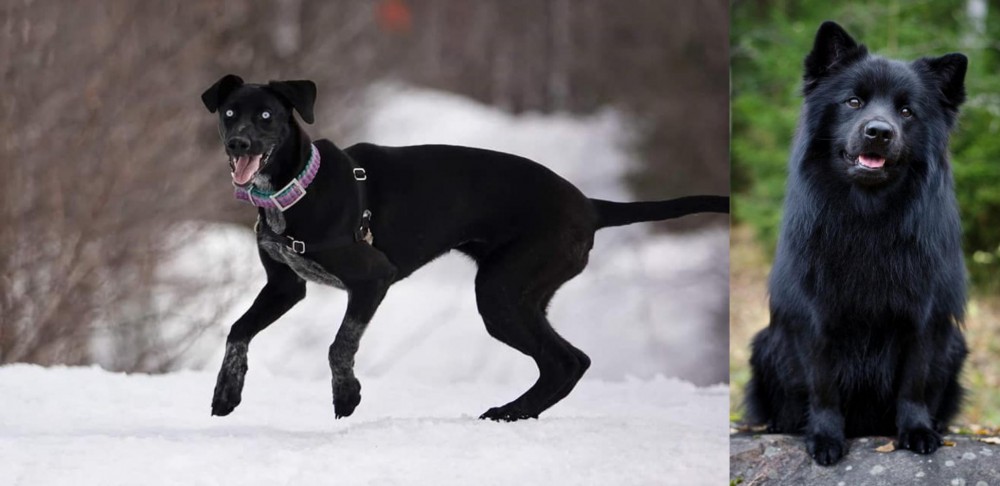Swedish Lapphund vs Eurohound - Breed Comparison