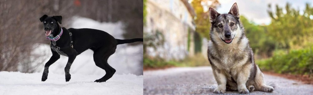 Swedish Vallhund vs Eurohound - Breed Comparison