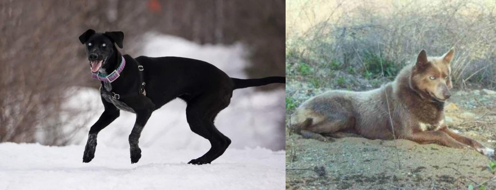 Tahltan Bear Dog vs Eurohound - Breed Comparison