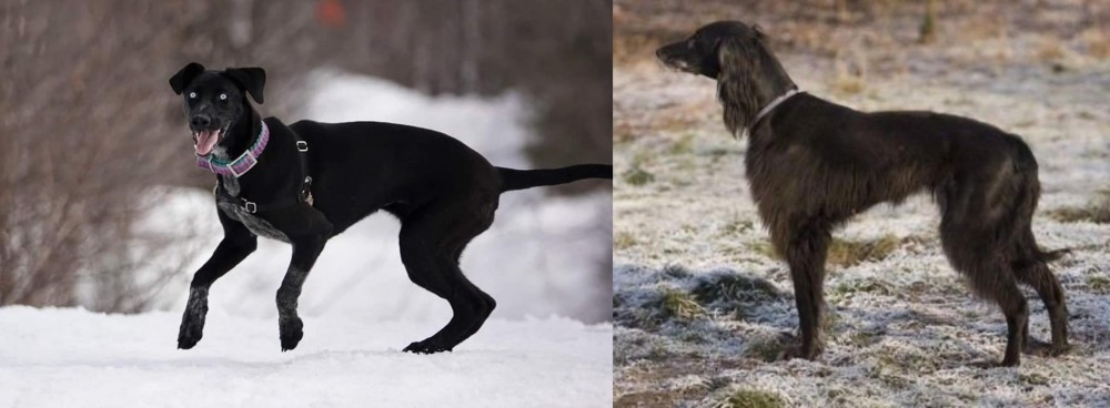 Taigan vs Eurohound - Breed Comparison