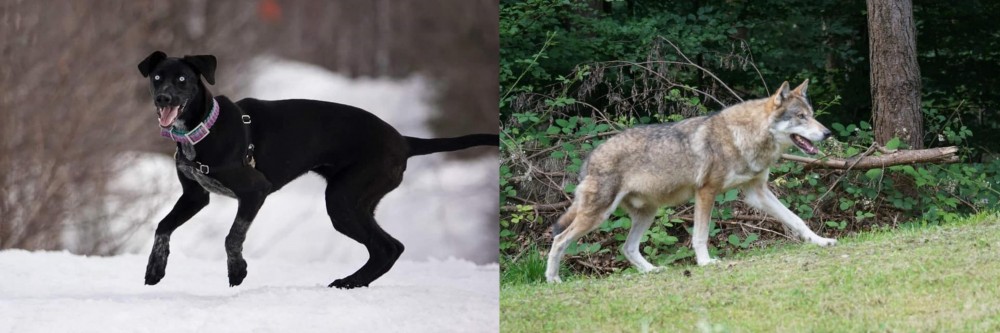 Tamaskan vs Eurohound - Breed Comparison