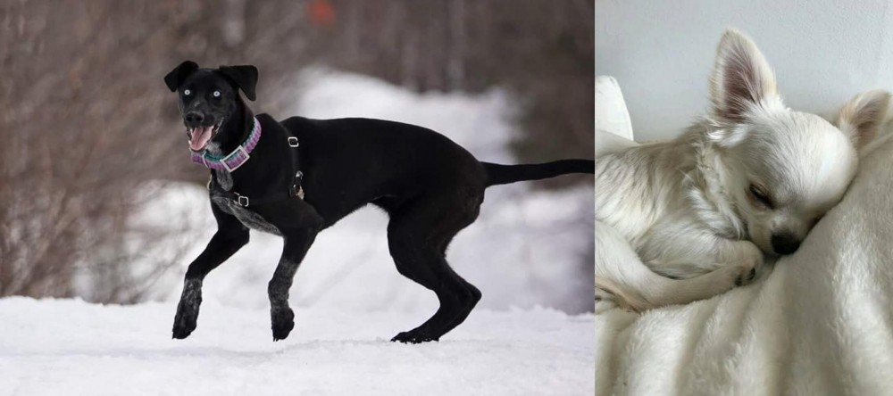 Tea Cup Chihuahua vs Eurohound - Breed Comparison